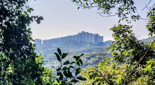 The Wilson Trail - Section 5: Sha Tin Au to Tai Po Road