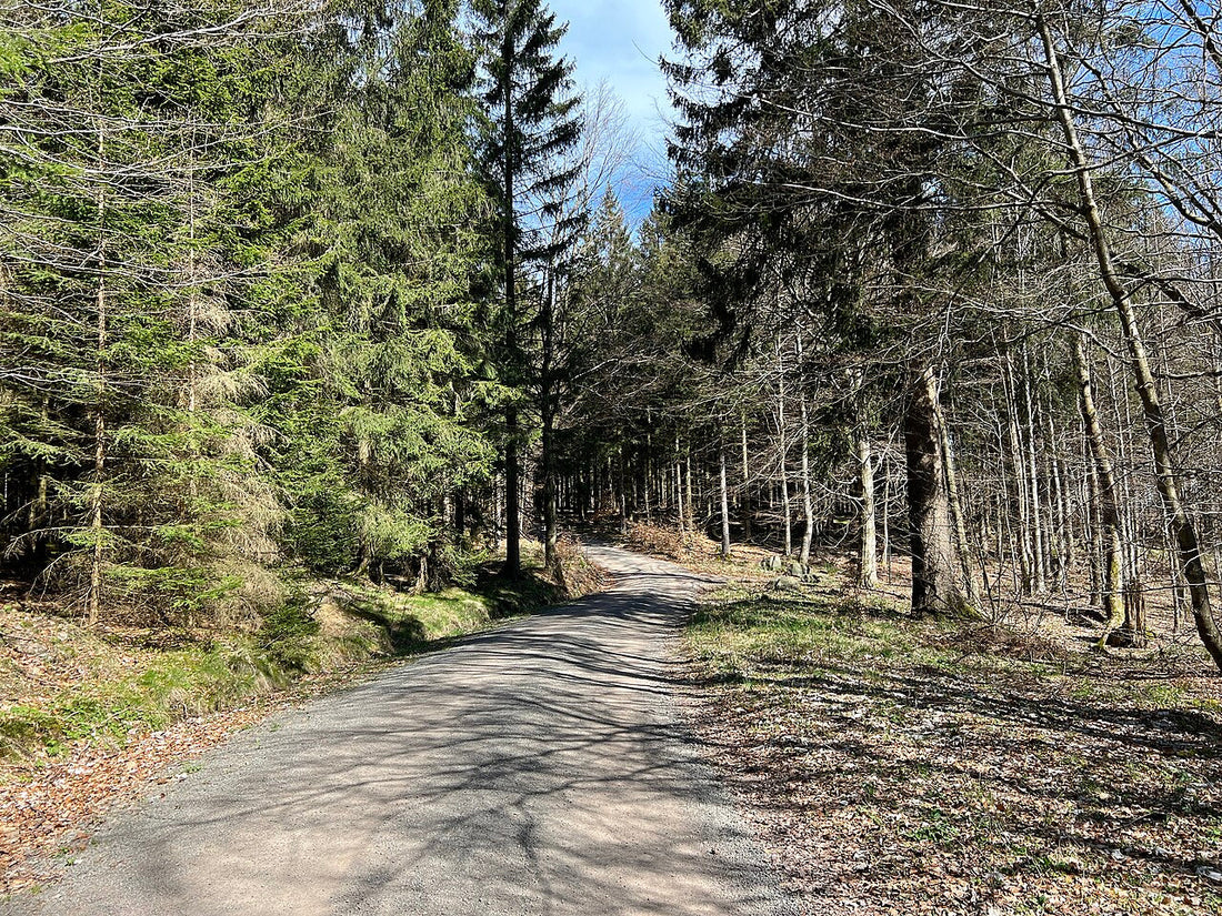 GutsMuths Rennsteiglauf: Complete Guide to Germany's Iconic Trail Run