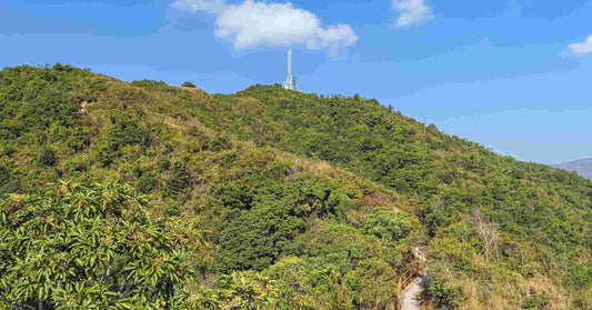 The Wilson Trail - Section 8: Yuen Tun Ha to Cloudy Hill